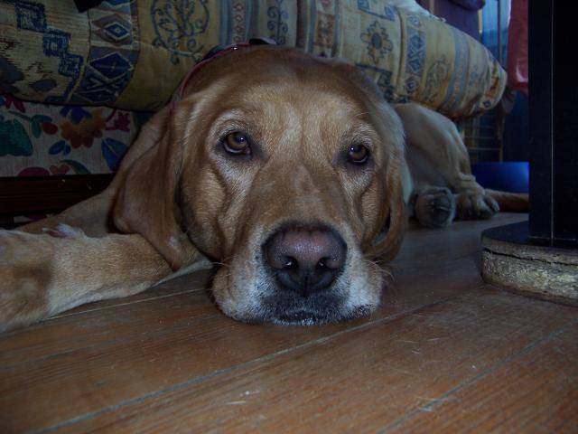 labrador simba - Labrador Retriever