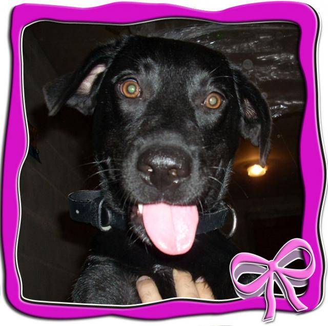 Croisé Labrador, Curly - Labrador Retriever