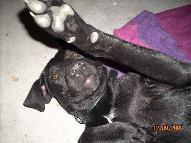 Croisé Labrador,Curly - Labrador Retriever