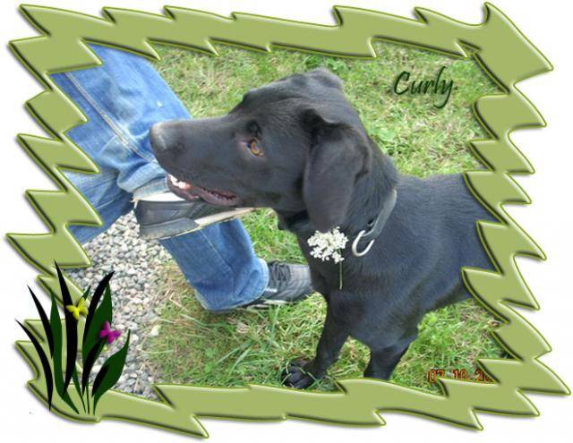 Croisé Labrador,Curly - Labrador Retriever