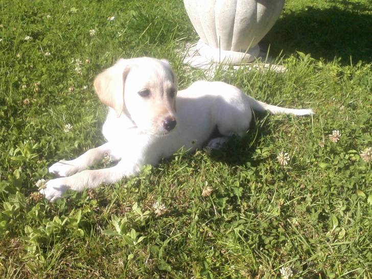 Flash - Labrador Retriever Mâle (6 mois)