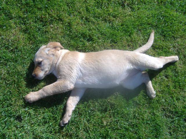 labrador, chynook - Labrador Retriever