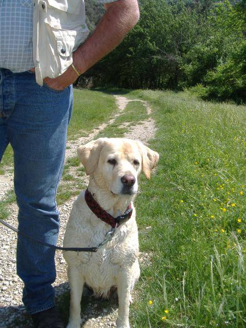 labrador, orsane 9ans - Labrador Retriever