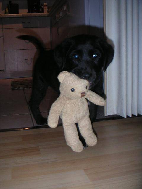 Labrador Noa - Labrador Retriever