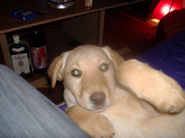 labrador, chynook - Labrador Retriever