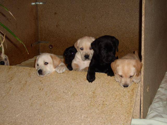Labrador - Labrador Retriever