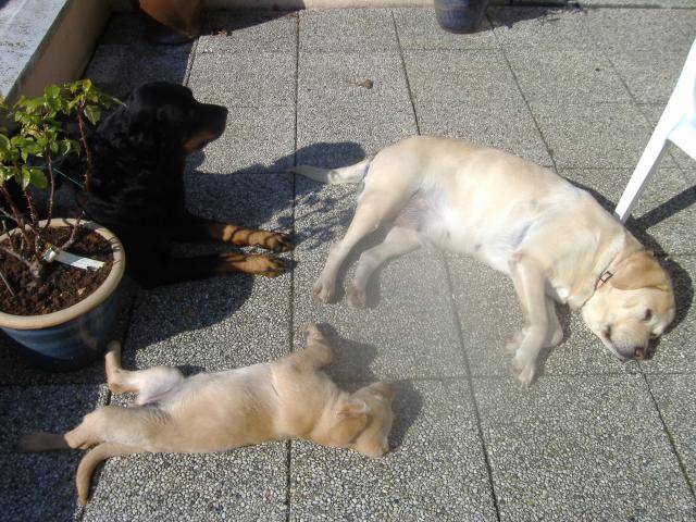 labrador orsane et chynook et rott rafale - Labrador Retriever