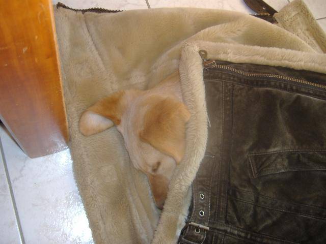 labrador, chynook - Labrador Retriever