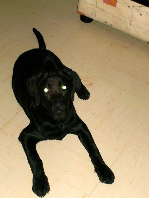 labrador, cosmos - Labrador Retriever