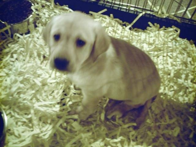 labrador - Labrador Retriever