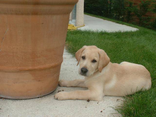 labrador - chunky - Labrador Retriever