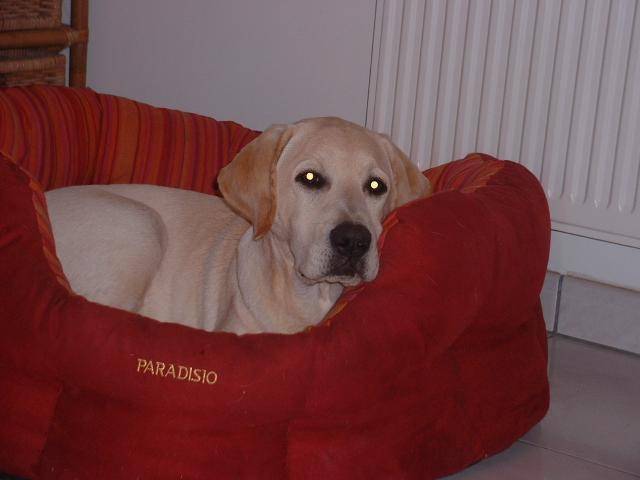 LABRADOR - CHUNKY - Labrador Retriever