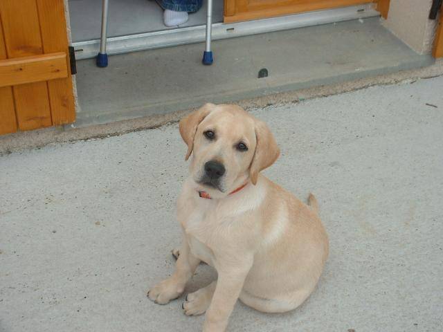 LABRADOR - CHUNKY - Labrador Retriever