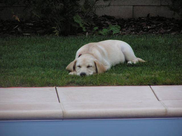 labrador canelle 6 mois - Labrador Retriever (6 mois)