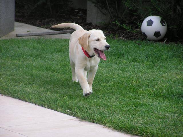 labrador canelle 6 mois - Labrador Retriever (6 mois)