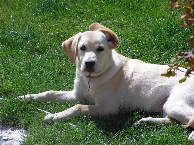 labrador canelle 6 mois - Labrador Retriever (6 mois)