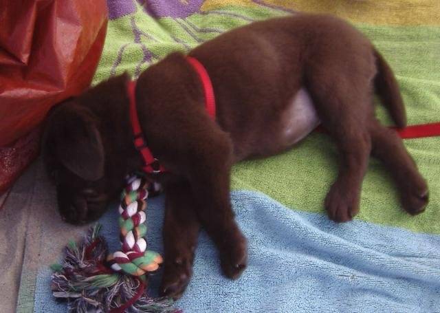 labrador chocolat, CANNELLE, 6mois - Labrador Retriever