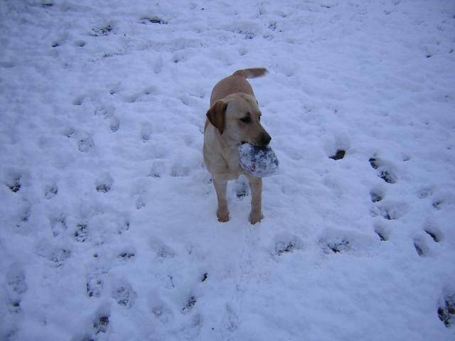 LABRADOR - Labrador Retriever