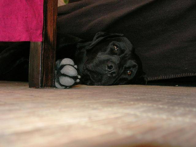 labrador chester - Labrador Retriever
