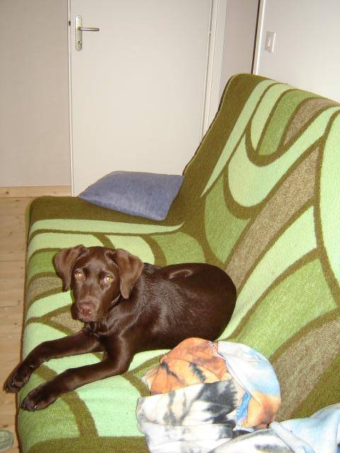 labrador retriever DJERBA - Labrador Retriever