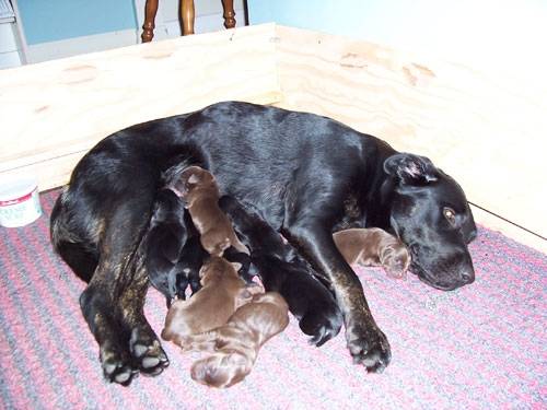 la maman et les petits..... labrador - Labrador Retriever