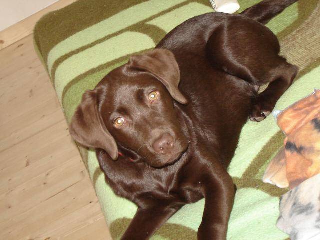 labrador retriever DJERBA - Labrador Retriever