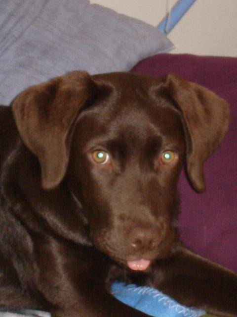 labrador retriever DJERBA - Labrador Retriever