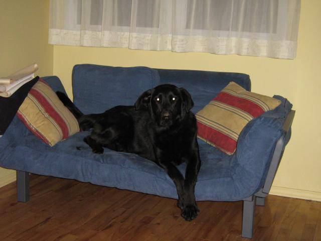 Blakie - Labrador croisée - Labrador Retriever