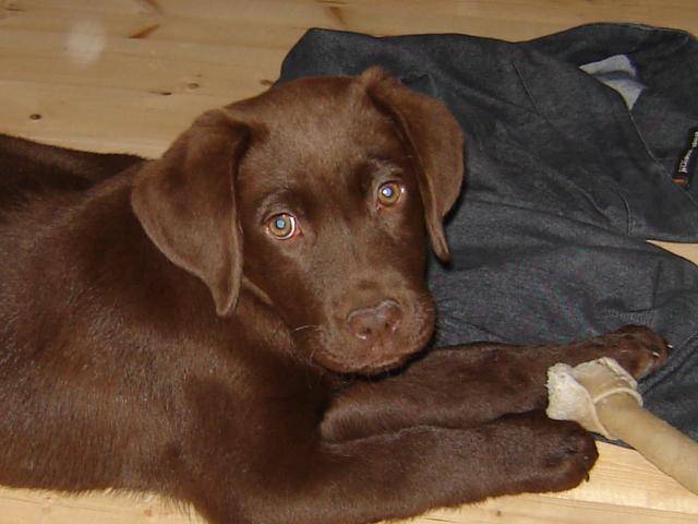 labrador retriever DJERBA - Labrador Retriever