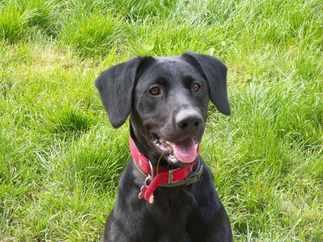 LABRADOR JOSSY - Labrador Retriever