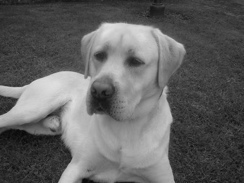 Labrador BOUNTY - Labrador Retriever