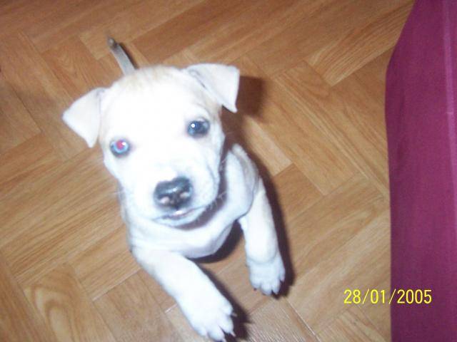 labrador * dogue - Labrador Retriever