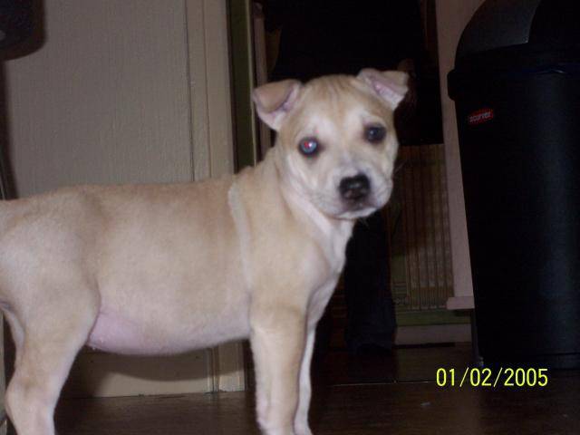 labrador * dogue - Labrador Retriever