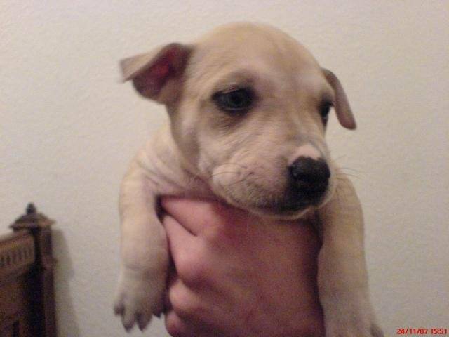 labrador * dogue - Labrador Retriever