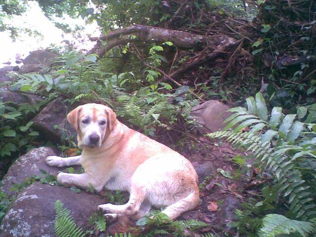 Labrador TIMON - Labrador Retriever
