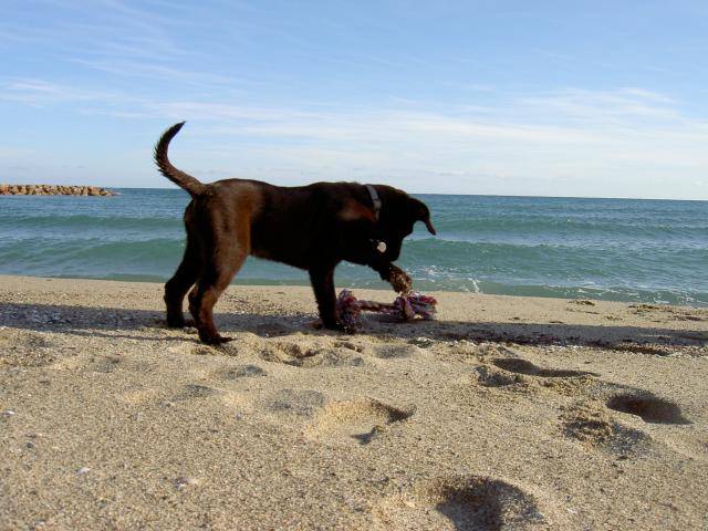 LABRADOR CHOCOLAT.CAPORAL - Labrador Retriever