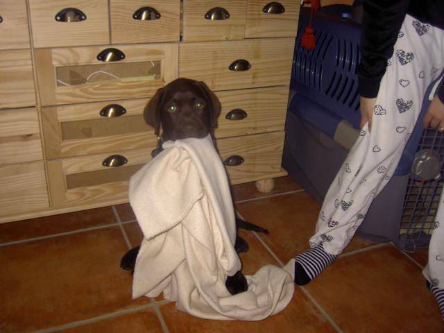 labradorchocolat.caporal - Labrador Retriever
