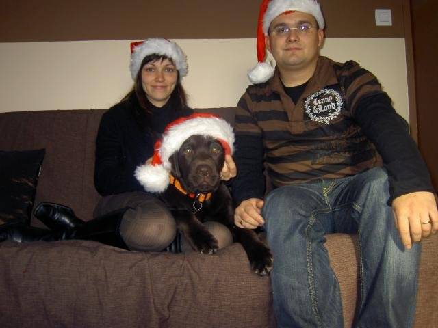 labrador chocolat. caporal - Labrador Retriever