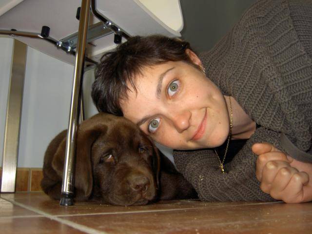 labrador chocolat. caporal - Labrador Retriever