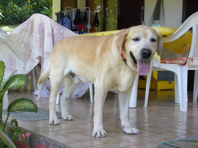Labrador TIMON - Labrador Retriever