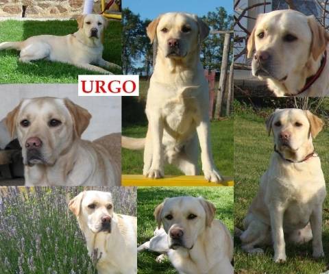 Urgo - Labrador Retriever Mâle (5 ans)