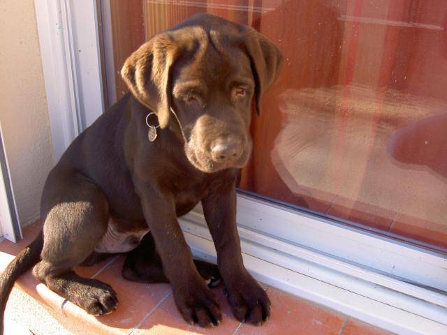 labrador - Labrador Retriever