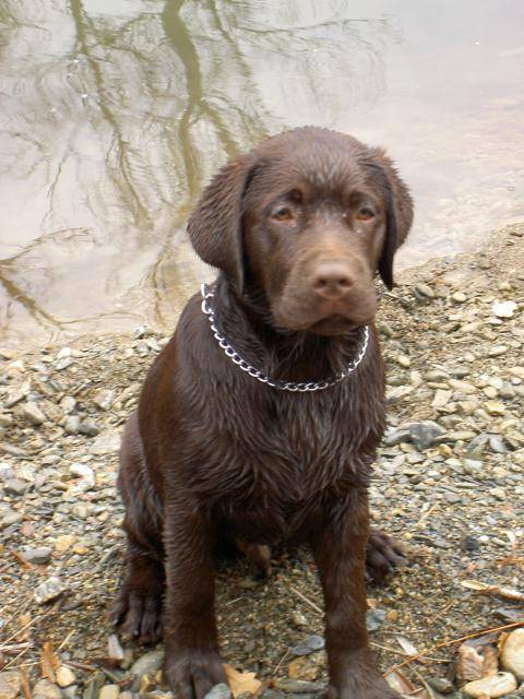 labrador - Labrador Retriever