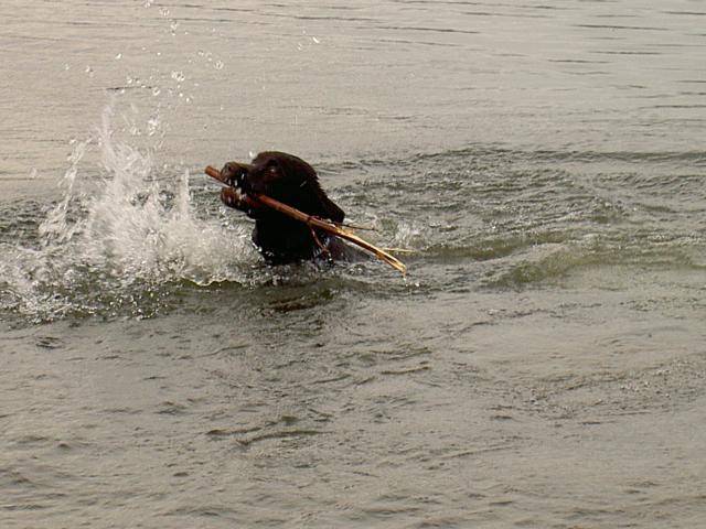labrador - Labrador Retriever