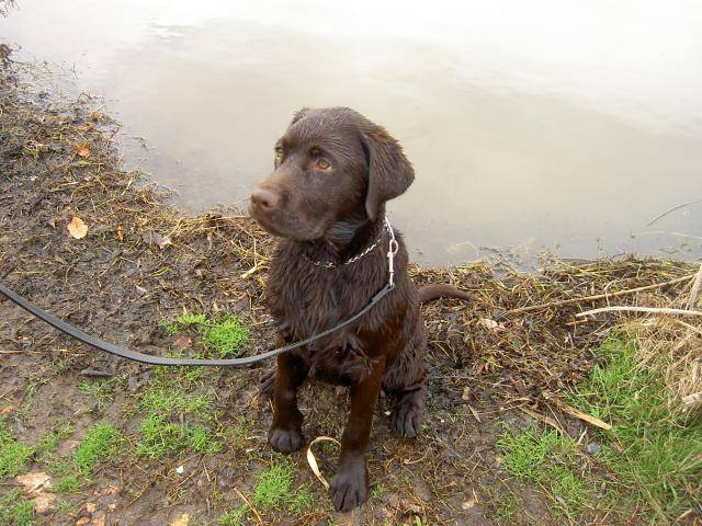 labrador - Labrador Retriever