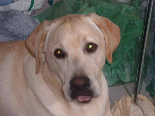 LABRADOR - CHUNKY - Labrador Retriever