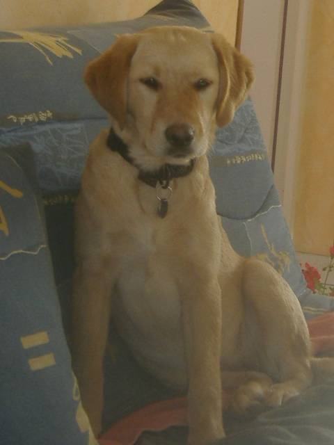 labrador, chynook 6mois - Labrador Retriever