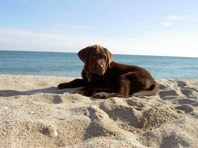 labrador chocolat - Labrador Retriever