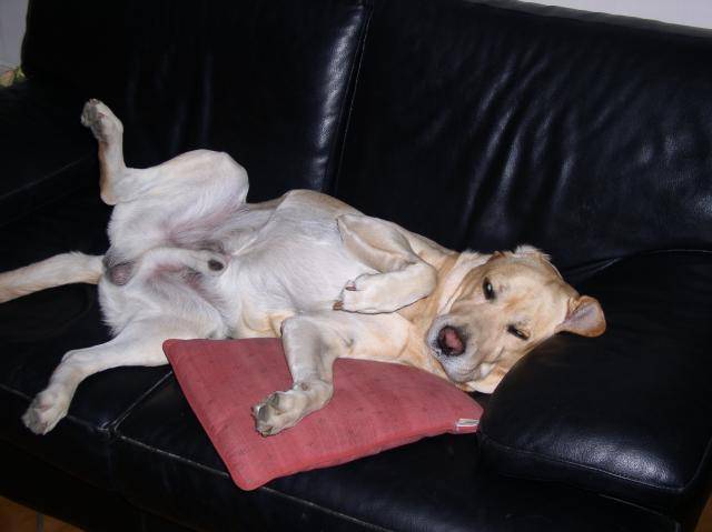 POPEYE LABRADOR - Labrador Retriever