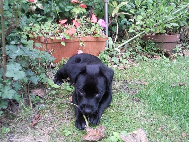 Tina - Labrador Retriever (1 an)